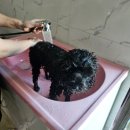 프리독펜션B | 충남 논산 넓은 운동장과 수영장이 있는 애견동반펜션 프리독 후기
