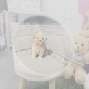 강아지 이모 | 창원 강아지입양 성공! 이모의 푸들분양 감동 후기