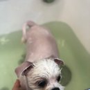 메씨엘리 이미지