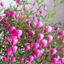 허브내음 이미지