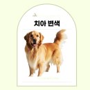 이비치 동물치과병원 이미지