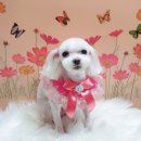 나나애견 이미지