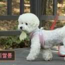 댕이쌀롱 네이버블로그