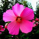 부용초등학교 이미지