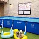 힐링 펫 카페 이미지