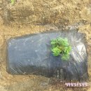 하날농장 이미지