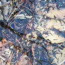 가고픈청보리 이미지