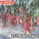 (주)포씨드 | ◈ 연속 착과 잘되는 3가지 품종은?