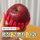사과랑관광농원 | 강원도 평창 고랭지 사과 5kg 천지애농원 선물용 추천
