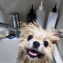 꼬야애견 이미지