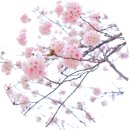 성동리 마을회관 | [당진여행] 신성대·어름수변공원·갈산리 벚꽃 명소 총정리!