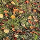 마로니에시근린공원 이미지