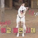 리틀마이펫 이미지