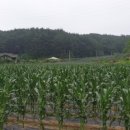 곰밭농장 네이버블로그