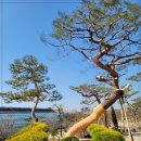 세종나무조경 이미지