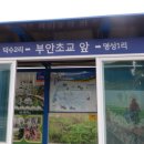 양평부안초 Daum카페
