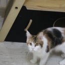 러블리메인쿤 이미지