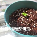 토마토유치원 | 다이소 식물키우기 추천 방울토마토 바질 재배키트 후기
