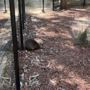 음지마을1 | 2025년 시드니 여행 Day2 (Single O Surry Hills, 블루마운틴 투어, 놀러와 시드니 후기)