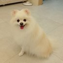 그린펫그루밍 이미지