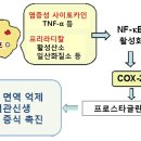 7. 생강은 프로스타글란딘 E2의 합성을 억제하여 암세포의 증식을 억제한다 이미지