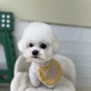 마음이네 멍발소 이미지