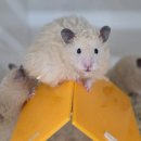 펫엔글라이더본점 이미지