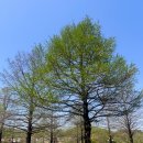 입장-12 | 에버랜드 튤립축제 후기 1편(4월 주말 토요일 12시 입장 대기, 주차 후기 포함) 장미축제 전 마지막 튤립