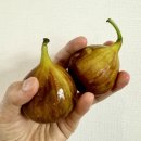 2박 3일 자은도 씨원리조트 여행후기(아일랜드패밀리룸, 서고집, 백길해수욕장, 목포 커피창고로)