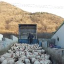 돼지농장 이미지