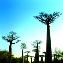 바오밥나무 이미지