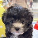 스타일 퍼피 | 창원 애견 분양, 건강한 아이들만 있는 곳! 퍼피어스 후기