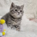 대전고양이분양 비비냥 이미지