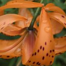 해오름 거진항생선찜 이미지