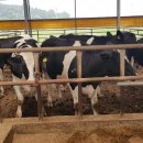 정우목장 이미지