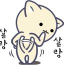 Groomer Ameri 네이버블로그