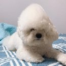 프리제(frise) 이미지