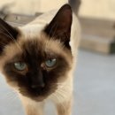 꽃과 그늘 이미지