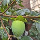 오성도서관 | 감도 익고 대추도 익는 오성면, 오늘은 '화재 예방'도 익었습니다!｜오성 의용소방대 힐링 캠페인 후기