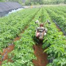 2014 유기농인증 수미 노지 감자 재배 이미지