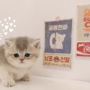 광주 고양이 분양 냥블리 광주점 이미지