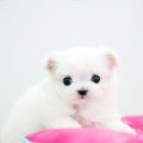 천사 애견 이미지