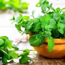 페퍼민트 이미지