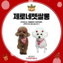 또깡 | 용암동 애견미용 제로네펫쌀롱 겨울철 관리 필수 이유｜비숑·푸들·포메 맞춤 미용 후기