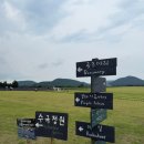 보롬왓 | [제주] 웨딩찰영 및 가족단위 관광지 수국 및 메밀꽃 가득한 ‘보롬왓’ 방문 후기