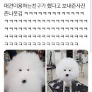 네모강아지 이미지