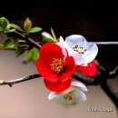 3/13,금요일-행복펀지- 이미지