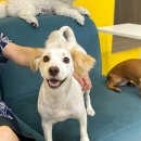 얼렁오시개 이미지