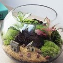 테라리움A 이미지