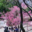 전남 순천 여행 매화 명소 금둔사 홍매화 실시간 개화 역장투어 봄나들이